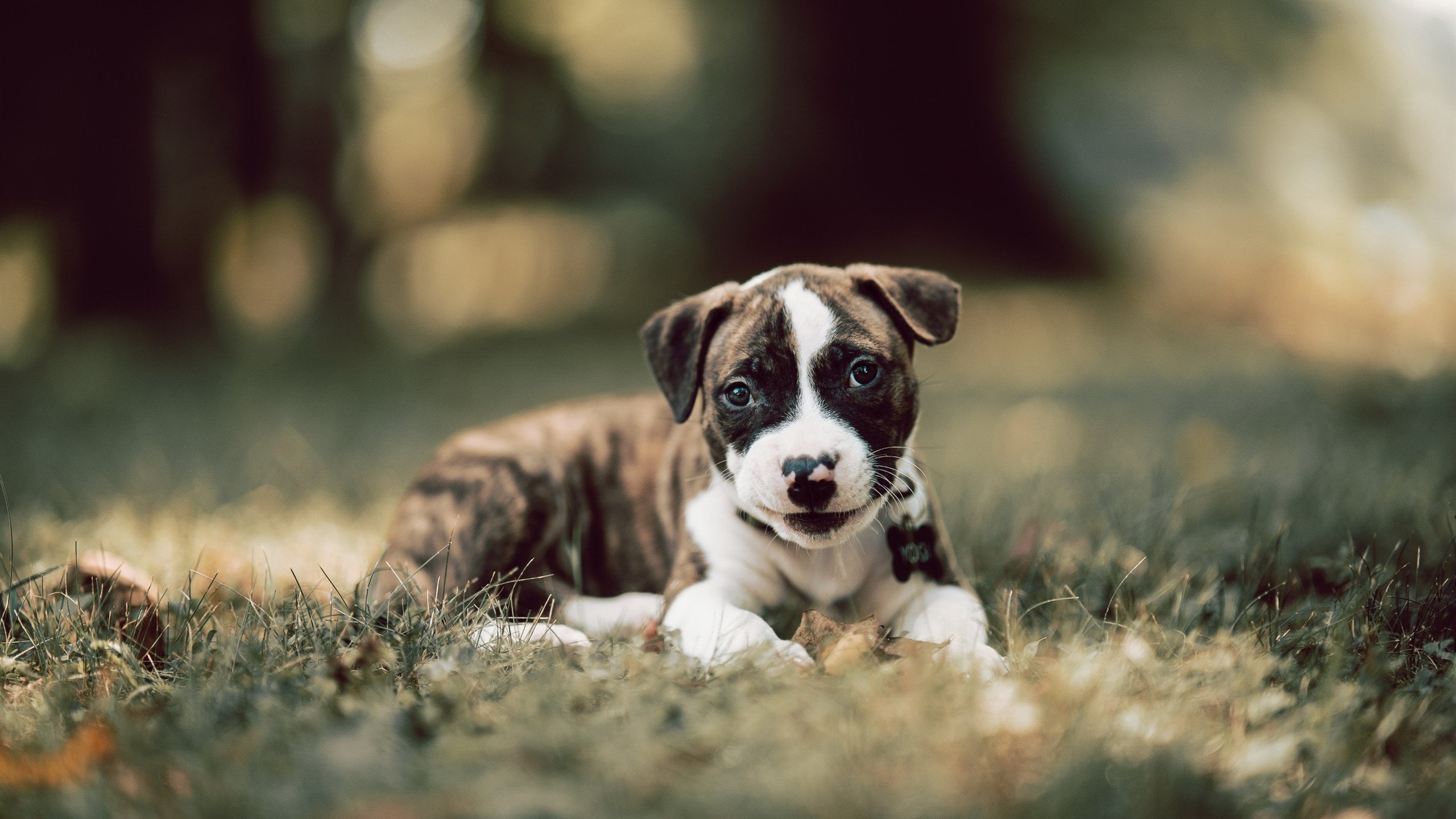 2021年赛季:库里在对阵湖人比赛中砍下半场38分,展现绝佳状态!,库里vs湖人集锦